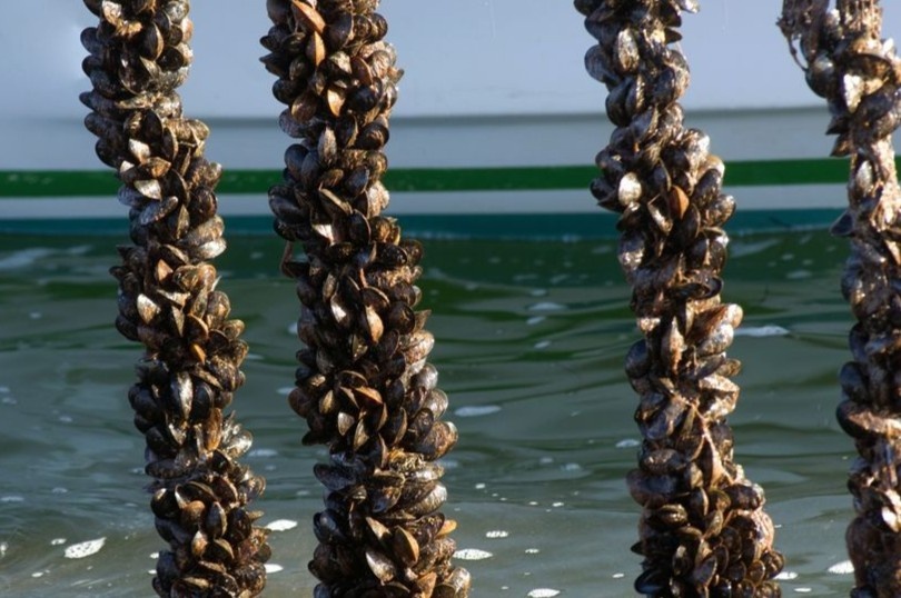 Cach trang trai thu hoach 3 tan vem moi ngay hinh anh