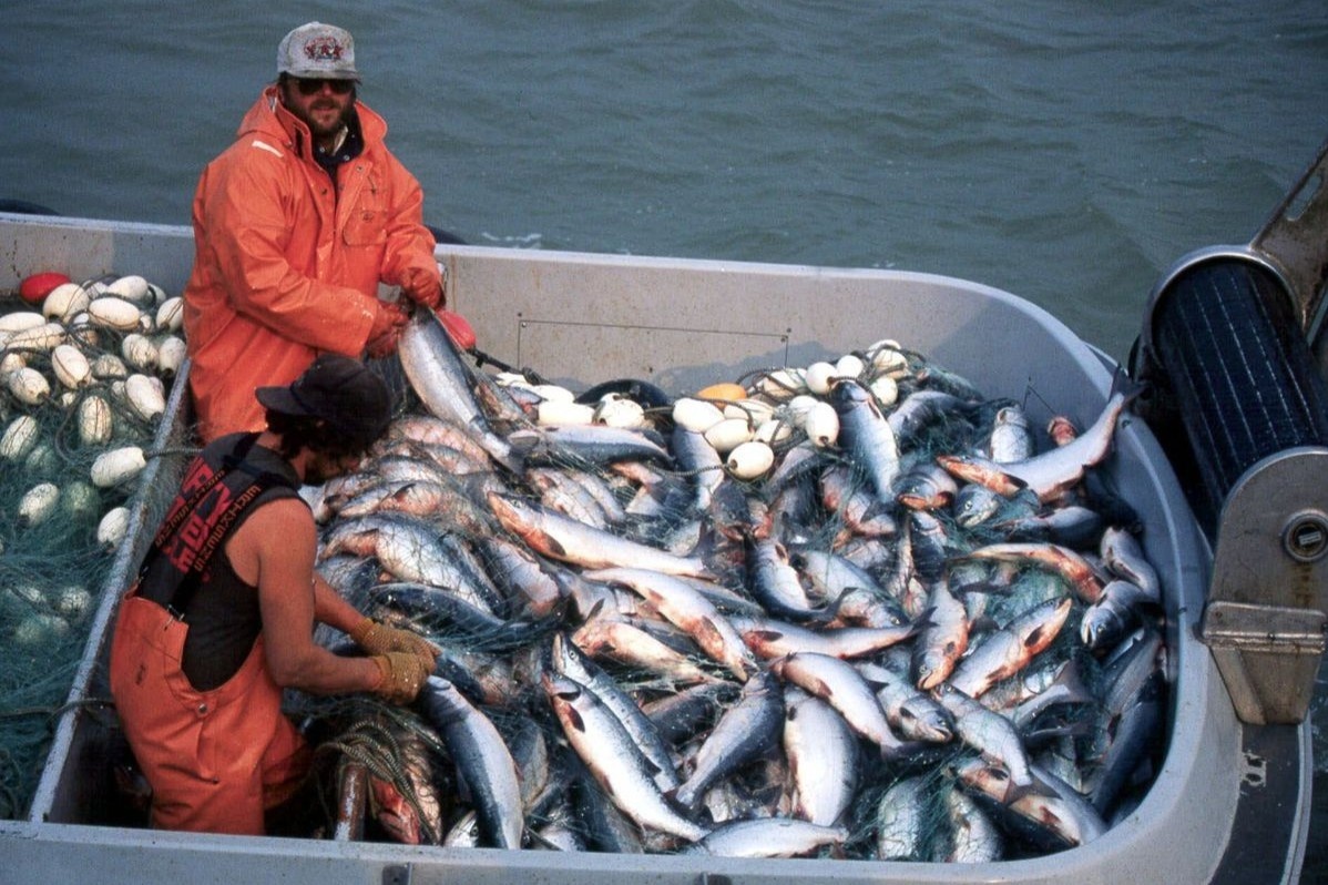 Ca hoi duoc nuoi va thu hoach the nao o Canada? hinh anh