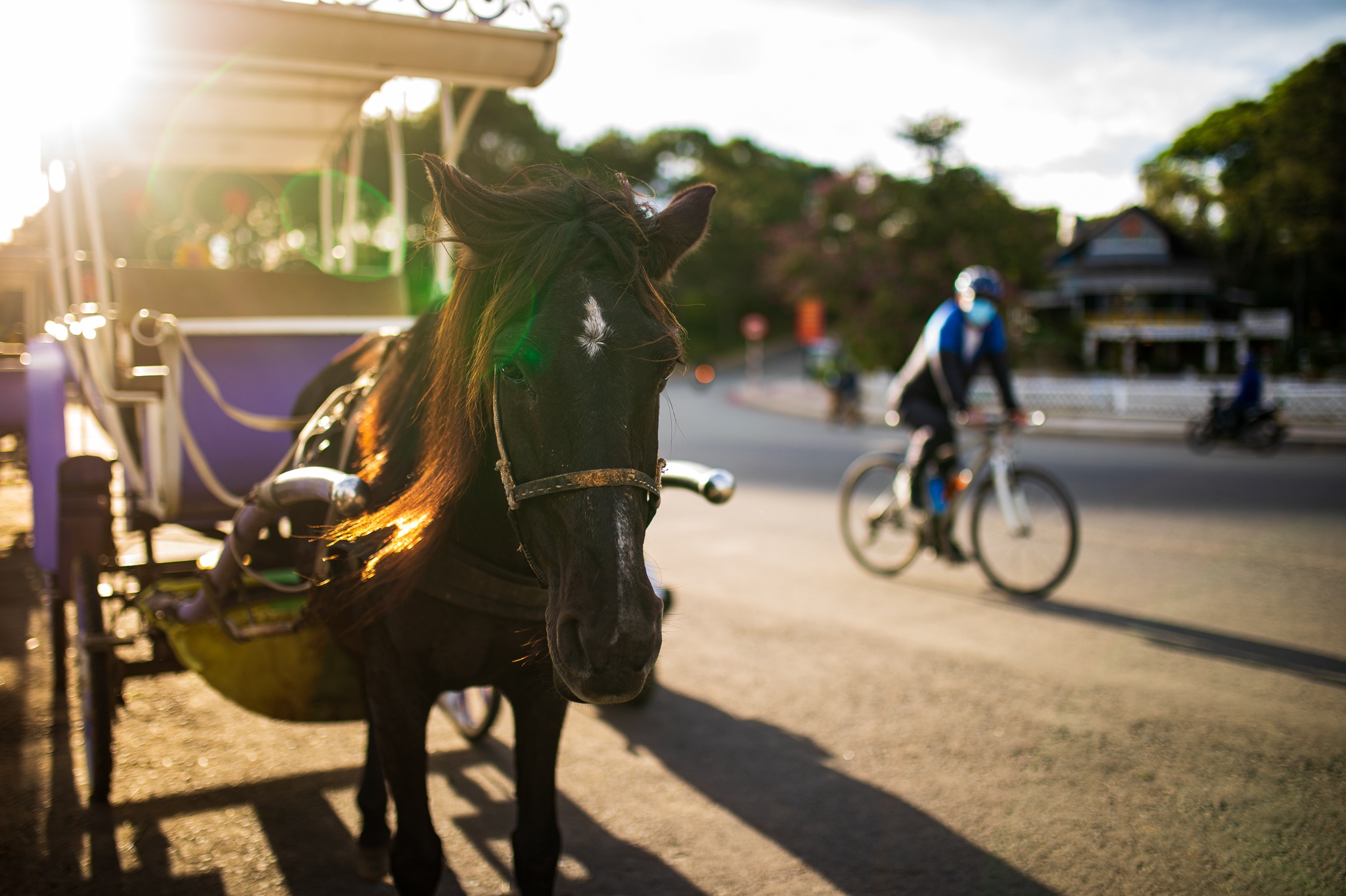 Da Lat vang khach, nhieu diem du lich van dong cua hinh anh