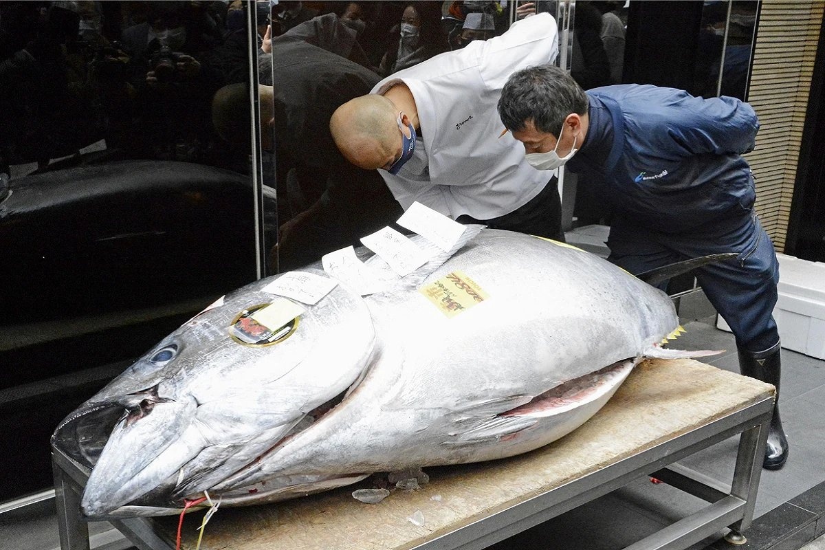 Cach nguoi Nhat dau gia ca ngu dai duong trong cho hinh anh