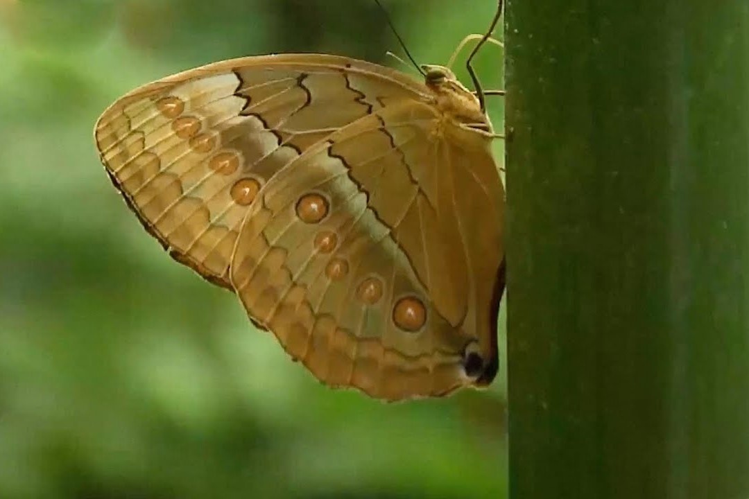 100 trieu sau ken lot xac thanh buom o Trung Quoc hinh anh