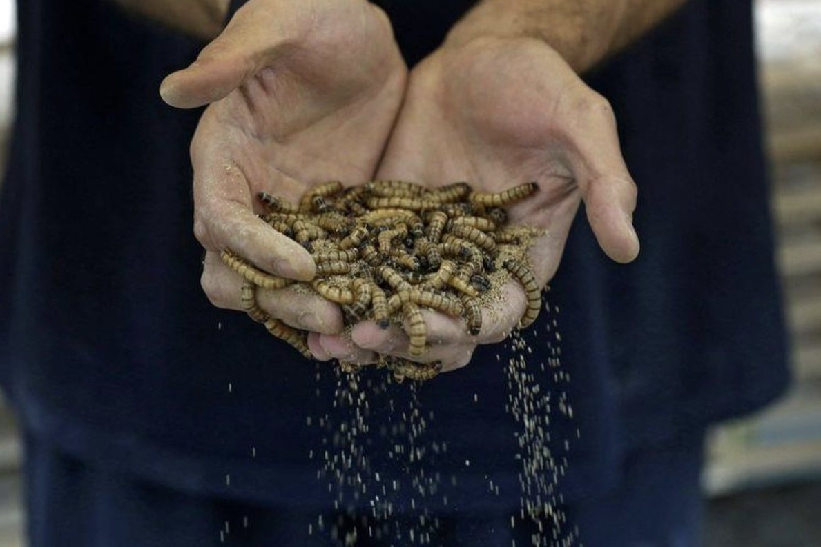 Bien sau gao thanh sieu thuc pham hinh anh