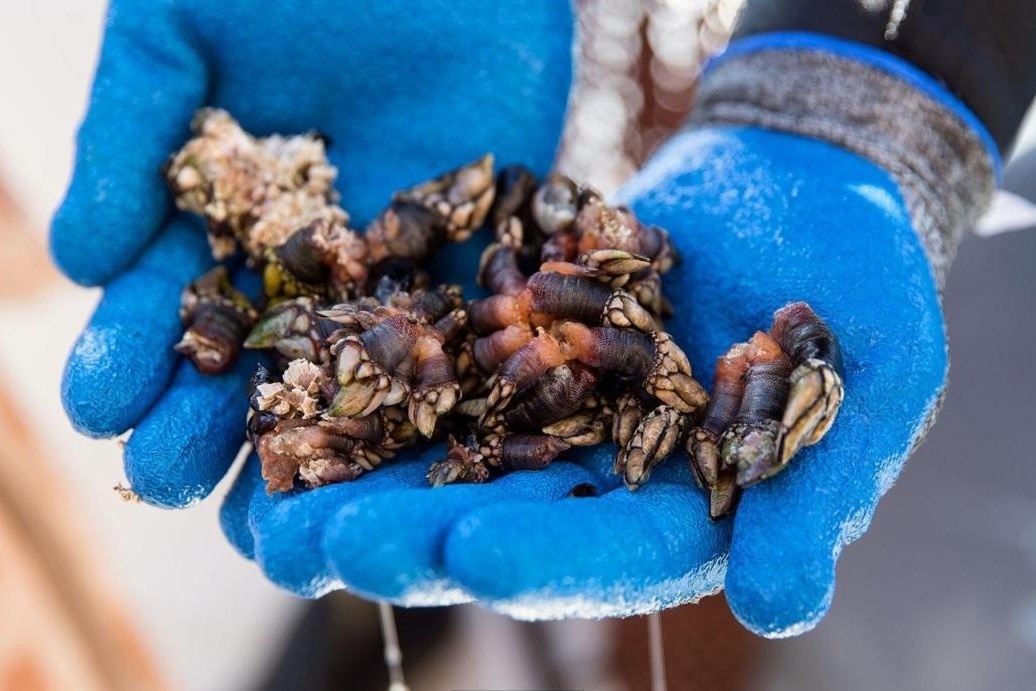 Gordon Ramsay san 'ngon tay quy' o Bo Dao Nha hinh anh