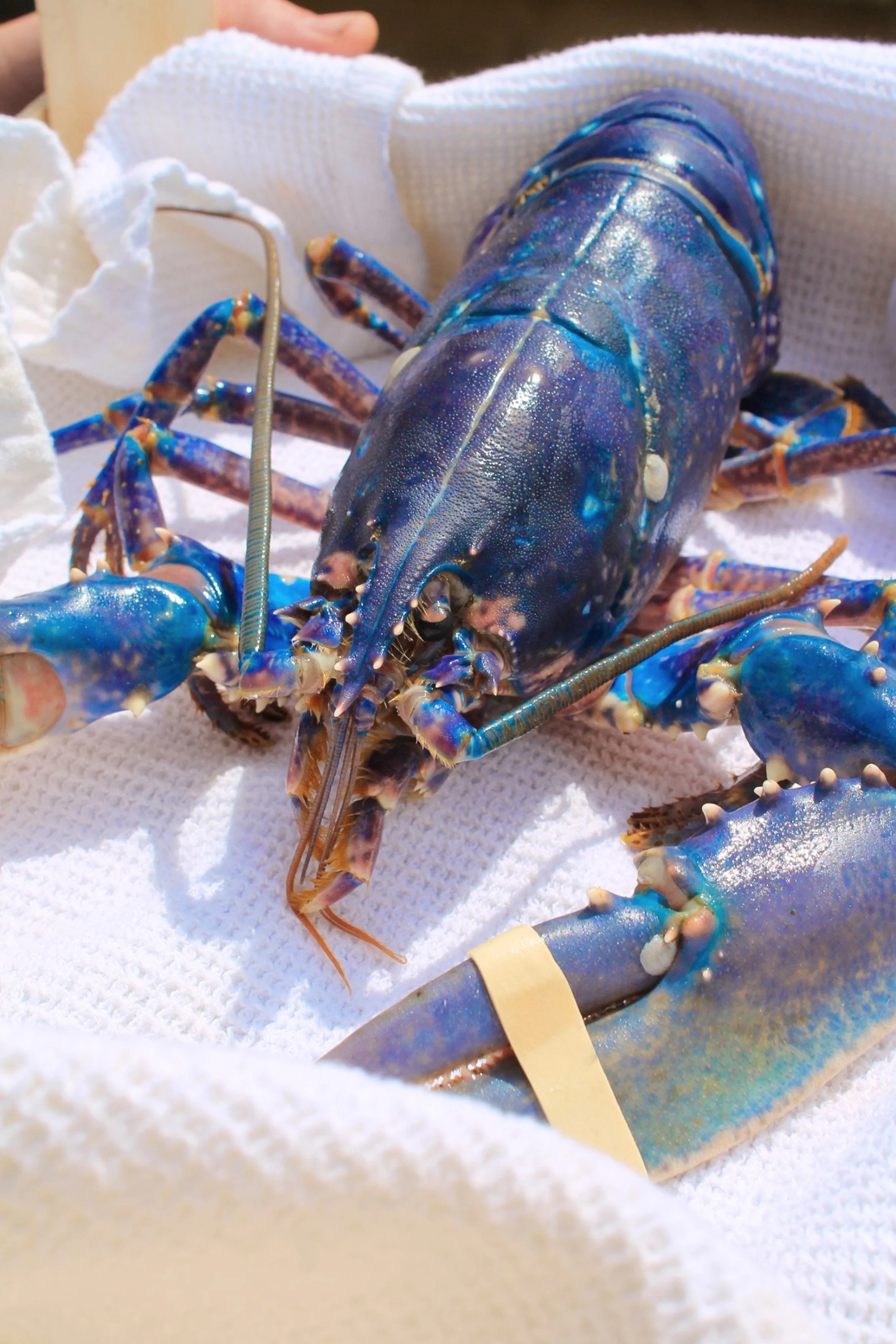 tôm hùm xanh ảnh 1 tom hum xanh anh 1