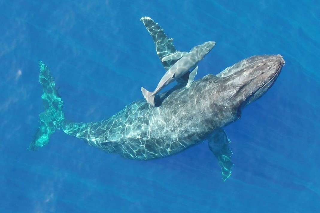 Ca voi lung gu cho con bu o vung bien Hawaii hinh anh