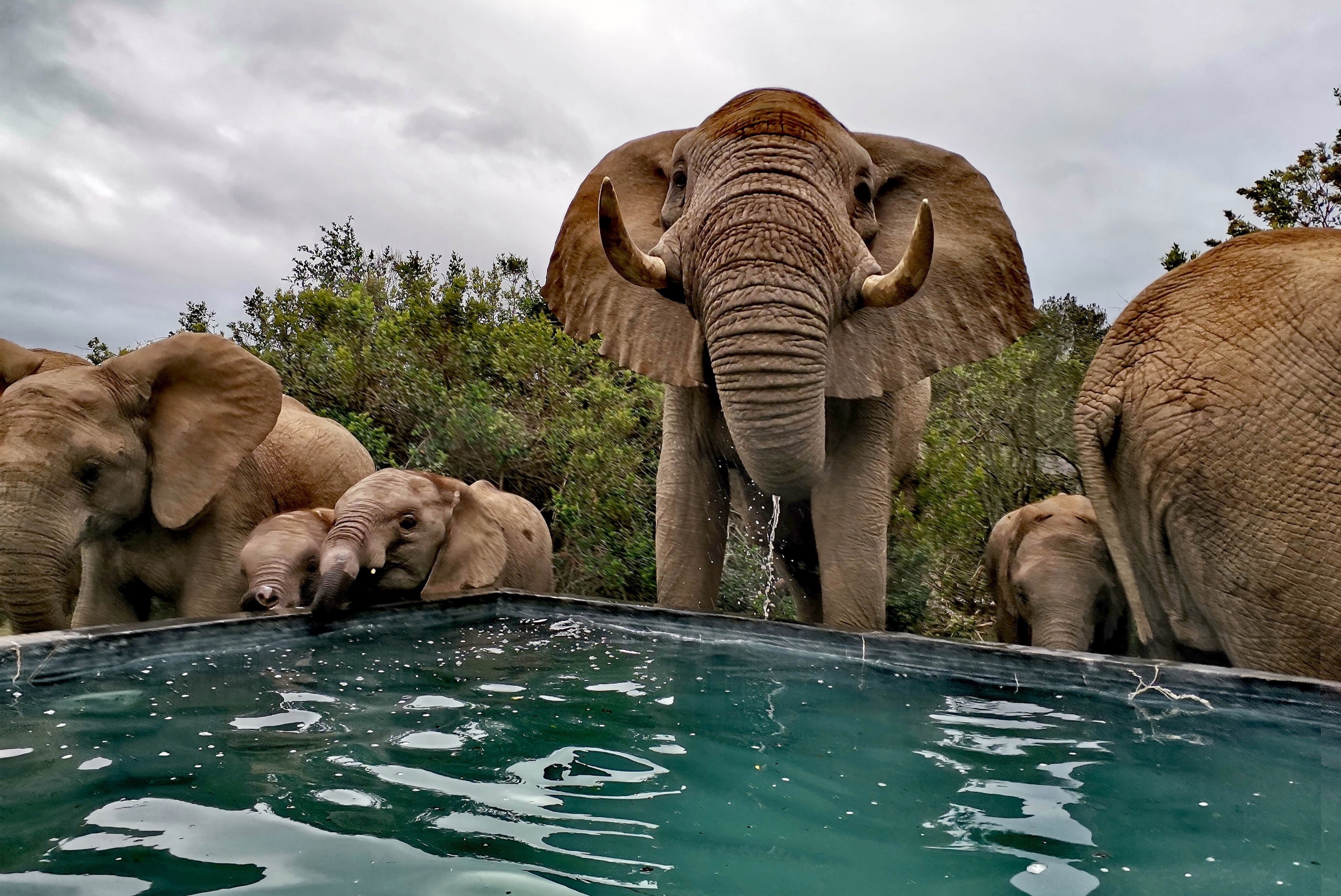Dan voi hoang da uong nuoc trong ho boi cua khu nghi duong hinh anh