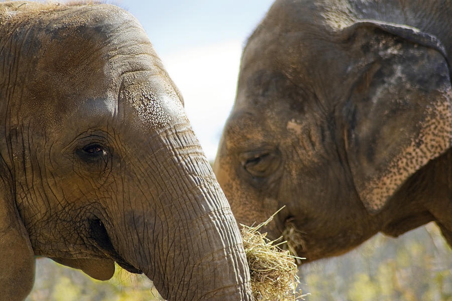 Voi mu duoc ban chi duong kiem an hinh anh