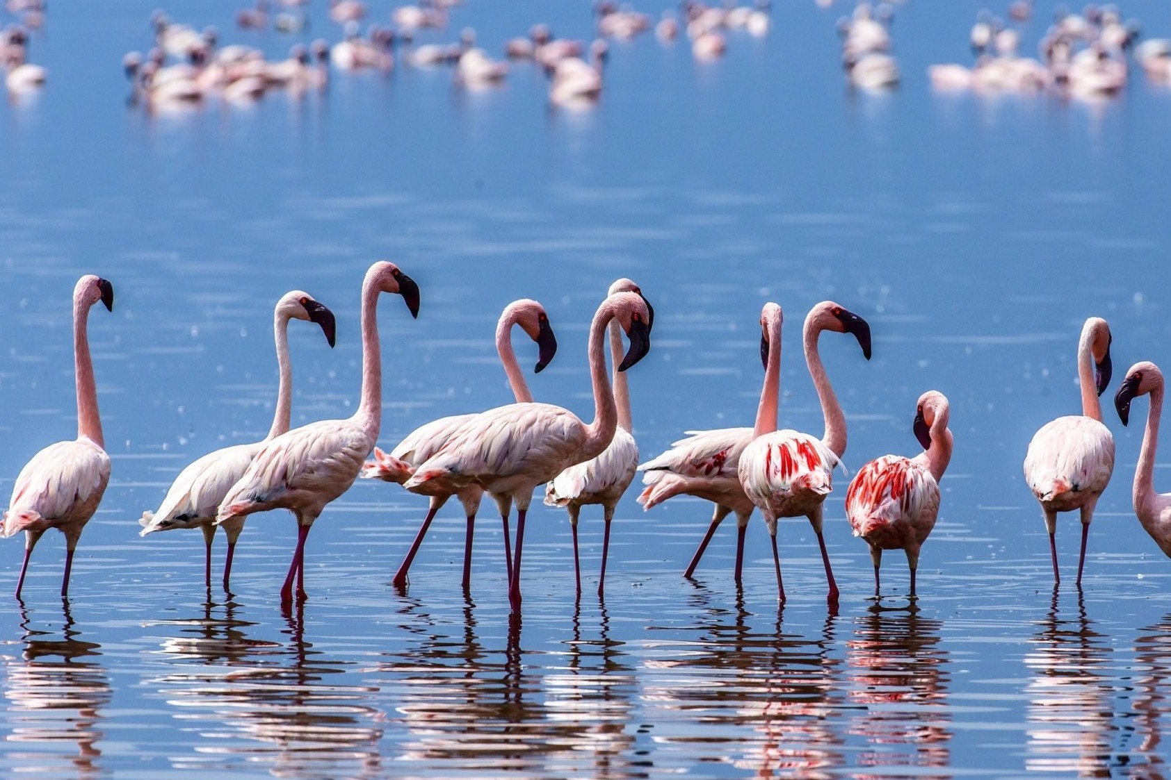 Hang nghin con hong hac chet vi han han o Tho Nhi Ky hinh anh