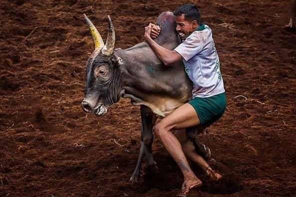 Le hoi thuan hoa trau, bo gay tranh cai o An Do hinh anh