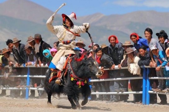 Le hoi dua bo yak o Tay Tang hinh anh