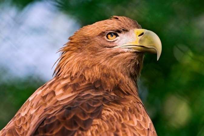 Nhiep anh gia bi bat vi dung dai bang quy hiem de kiem tien hinh anh