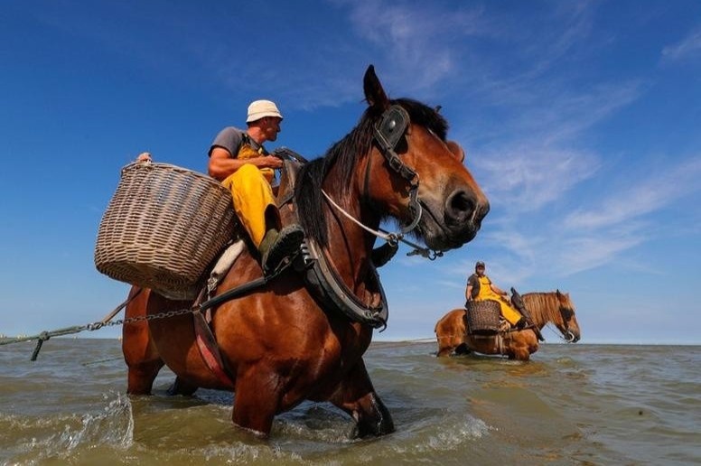 Nghe danh bat tom tren lung ngua o Bi hinh anh