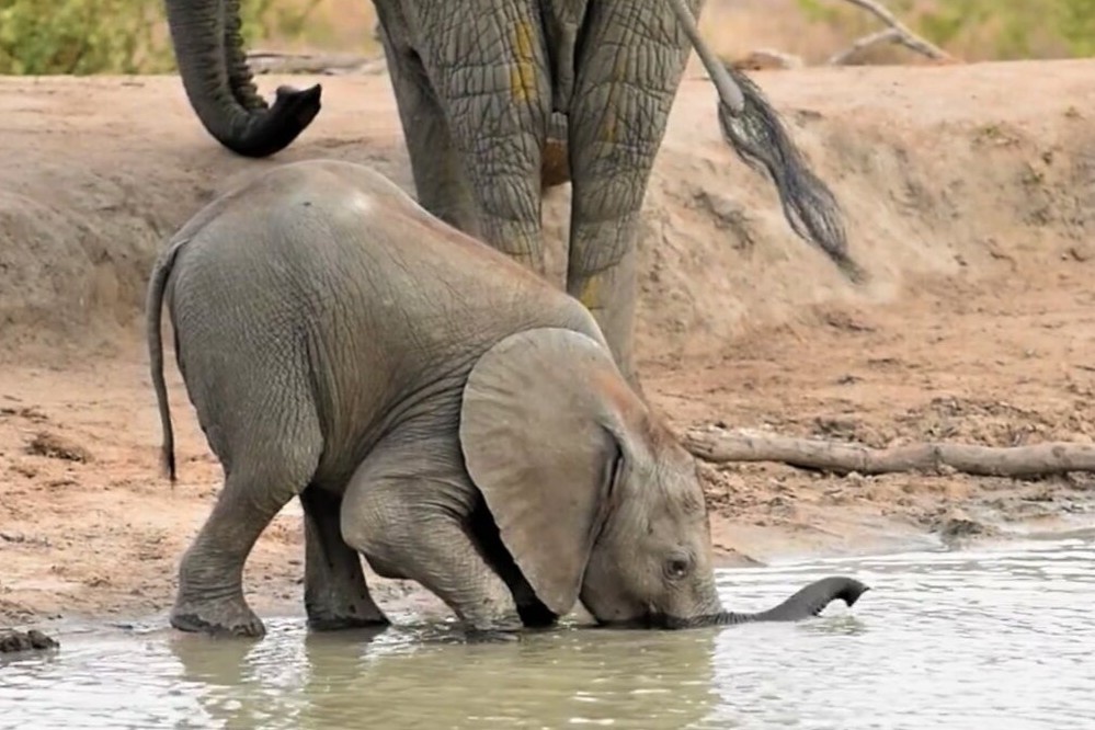 Khong biet dung voi, voi con chon cach uong nuoc don gian hon hinh anh