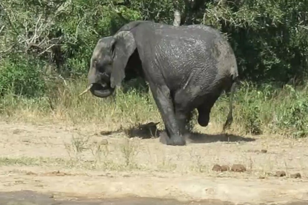 Voi 3 chan gay bat ngo cho du khach o chau Phi hinh anh