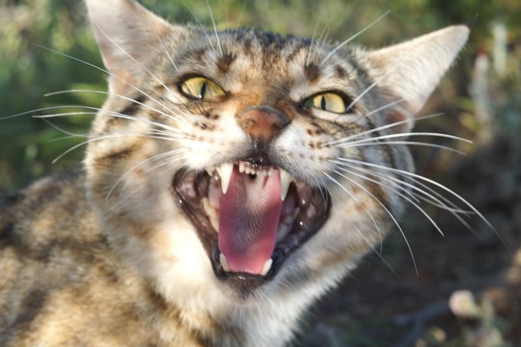 Cuoc chien chong lai loai meo o Hawaii hinh anh