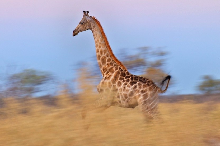 Huou cao co gian du duoi theo xe cho du khach hinh anh