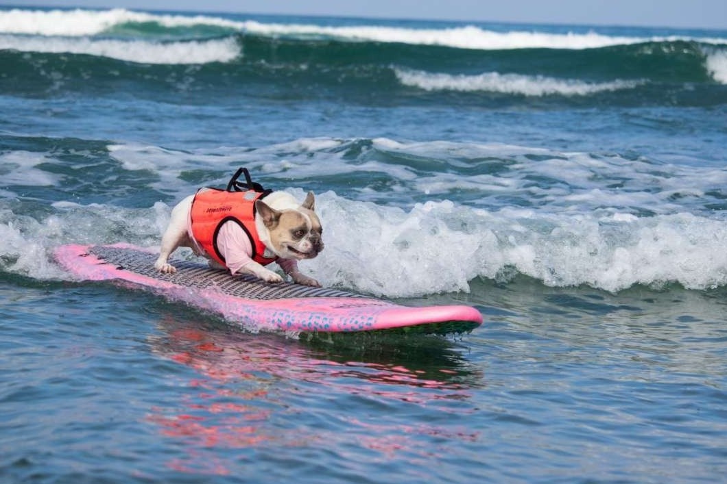 Giai vo dich luot van danh cho cho o Anh hinh anh