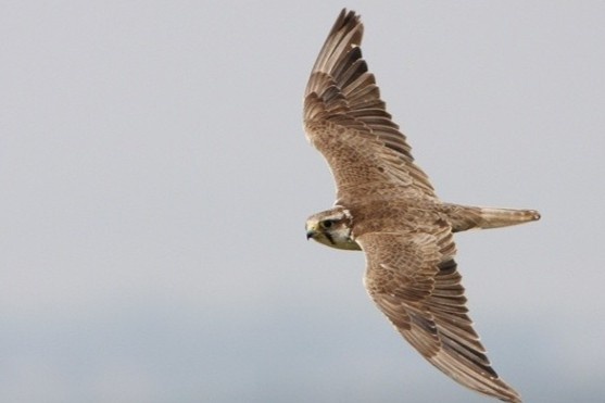 Chim cat danh cap may bay khong nguoi lai giua khong trung hinh anh