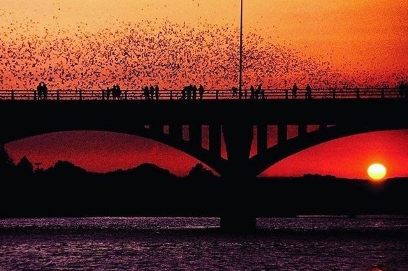 2 trieu con doi kiem an moi dem o My hinh anh