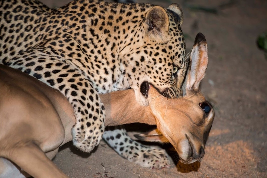 Dang giao phoi, bao hoa mai bo ban tinh de vo lay con moi hinh anh