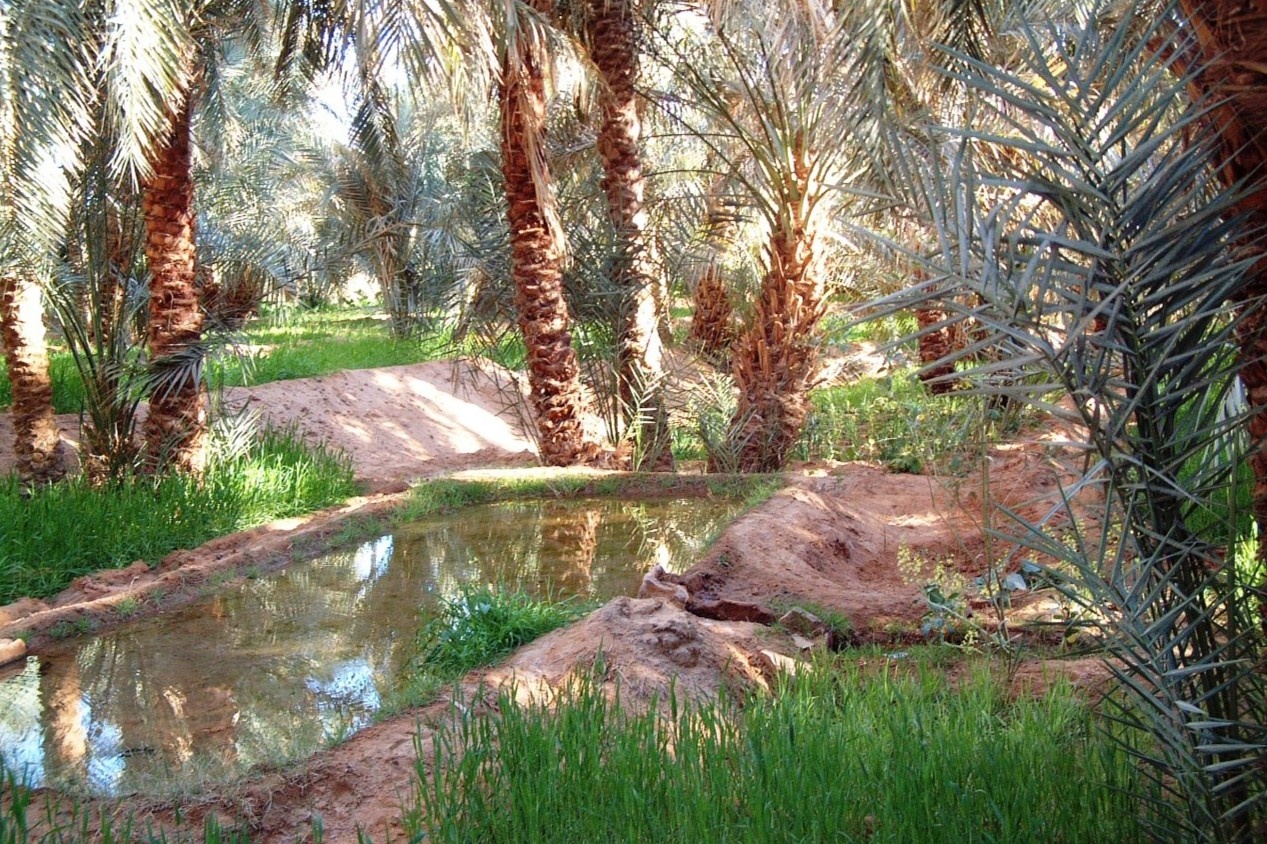 Oc dao xanh mat giua long sa mac kho can hinh anh