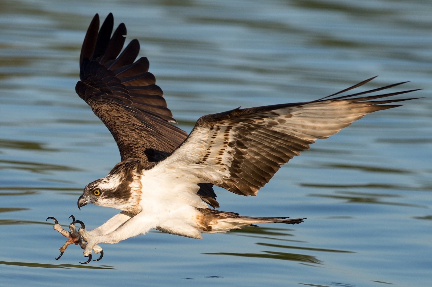 Chim ung gap nan boi lai thuyen nho giup do hinh anh