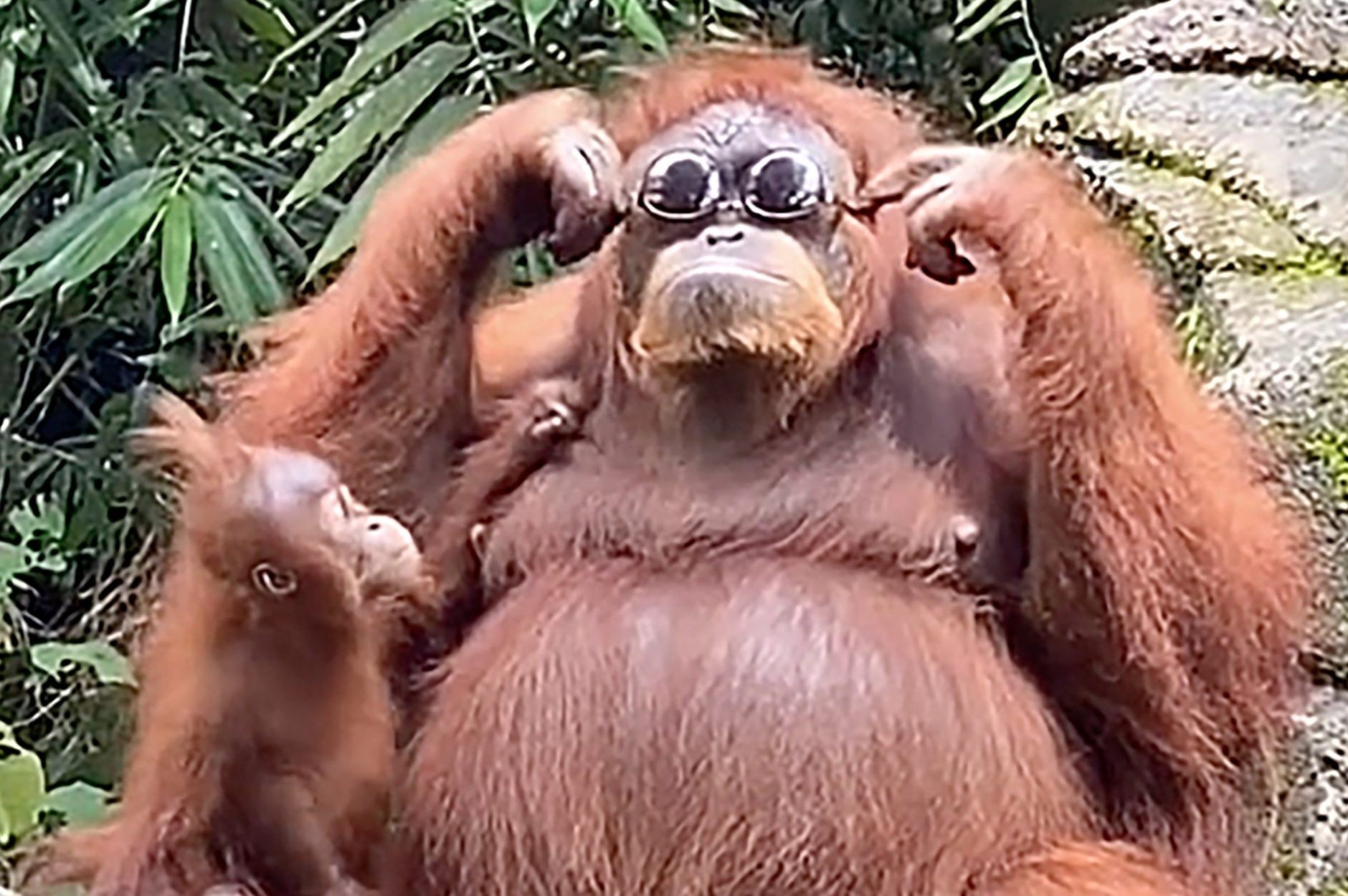 Duoi uoi thu kinh ram thu hut 36 trieu luot xem hinh anh