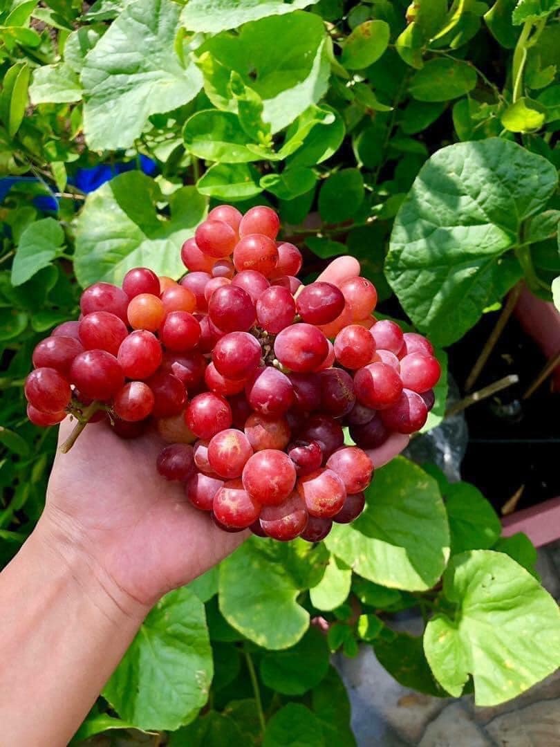 vuon rau tren san thuong anh 3