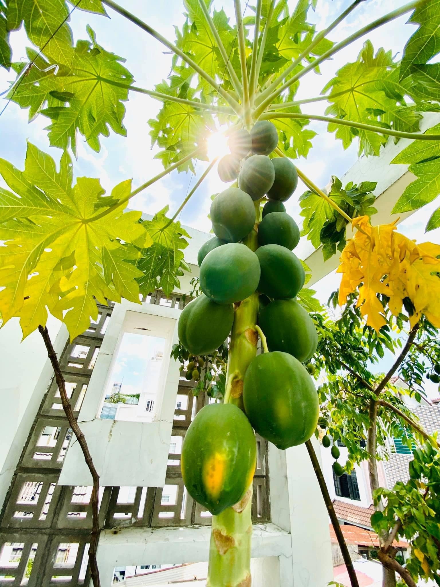 vuon rau tren san thuong anh 4