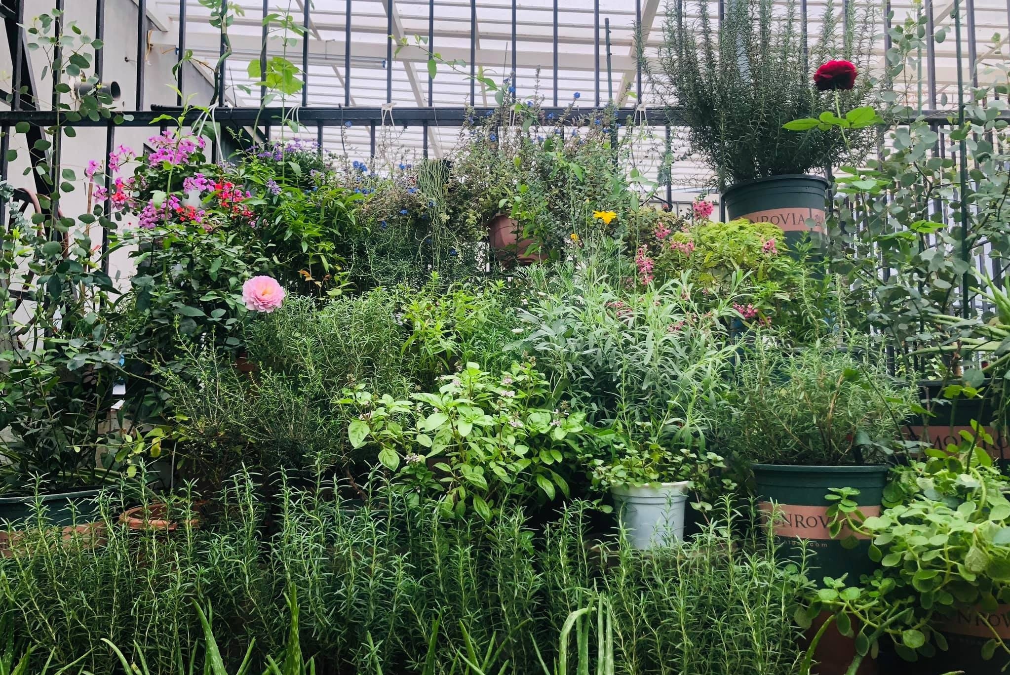 vuon rau tren san thuong anh 7