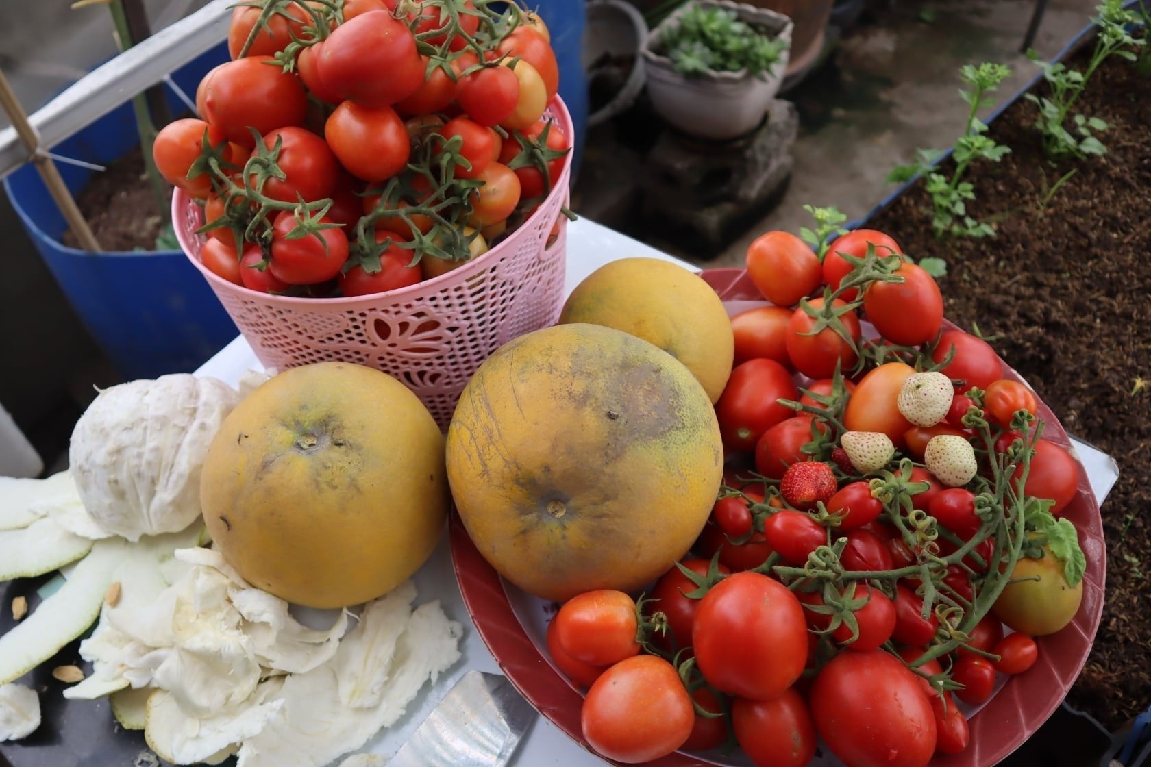 vuon rau tren san thuong anh 6