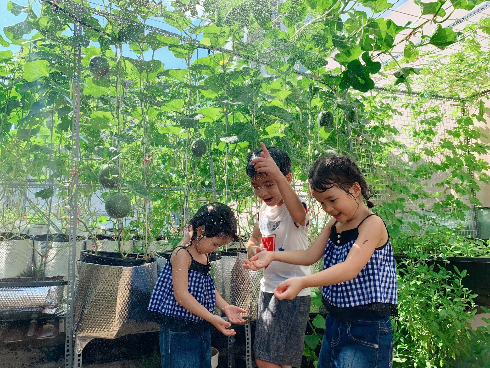 vuon rau tren san thuong anh 5