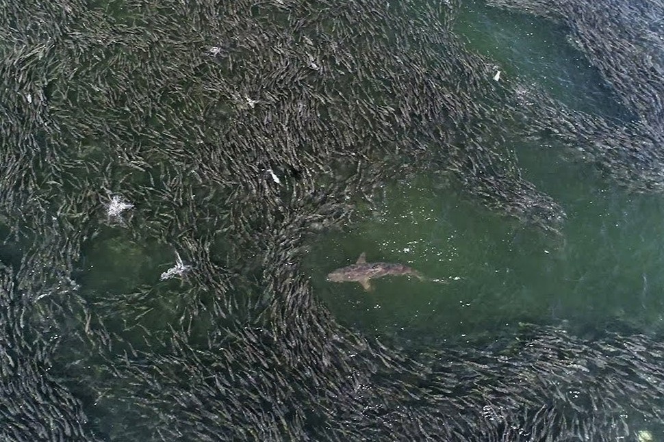 'Bua tiec ca moi' canh bao hau qua cua bien doi khi hau hinh anh