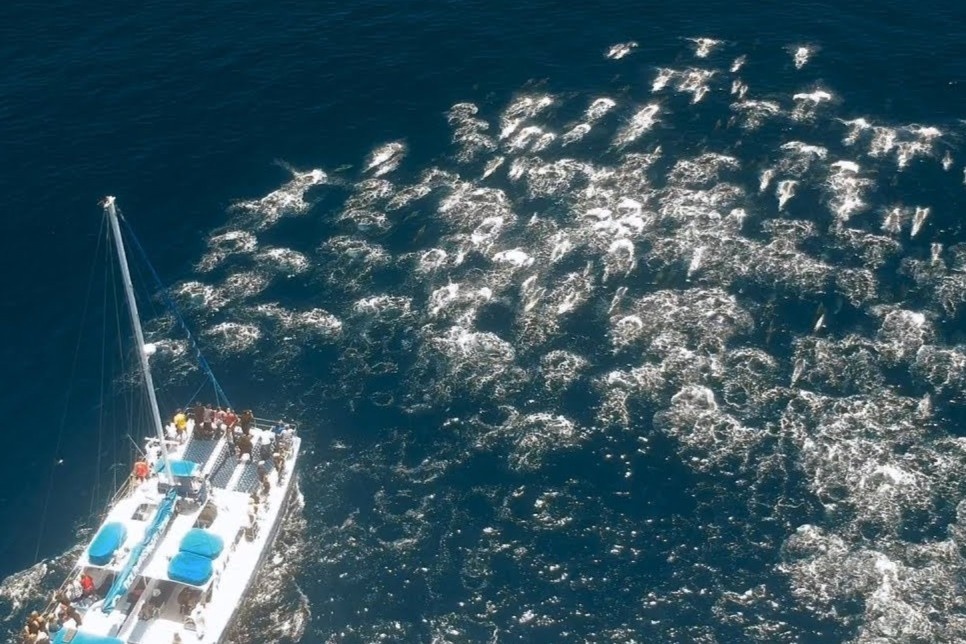 Canh tuong hang tram con ca heo 'thao chay' hinh anh