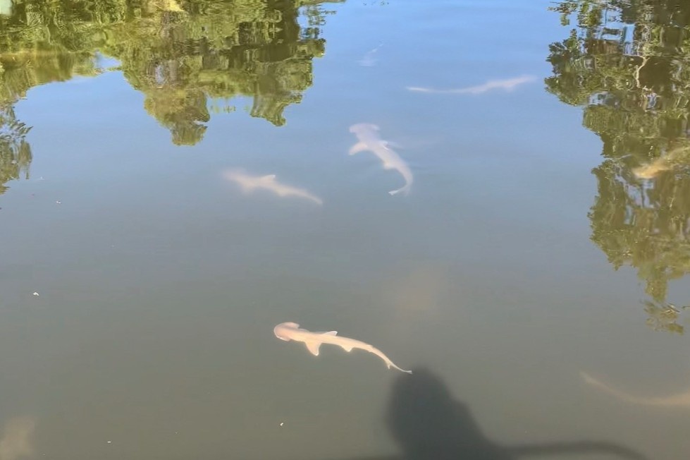 Hang tram ca map tap trung tai kenh dao tranh thuy trieu do hinh anh