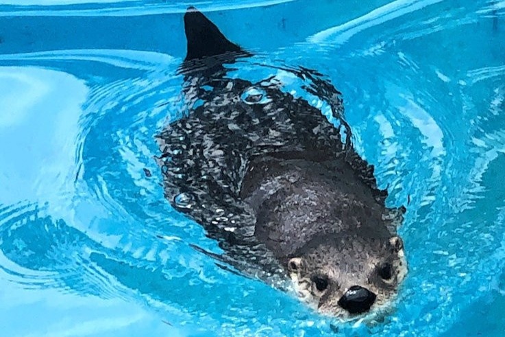 Rai ca chiem ho boi khu chung cu, bo chay khi bi phat hien hinh anh