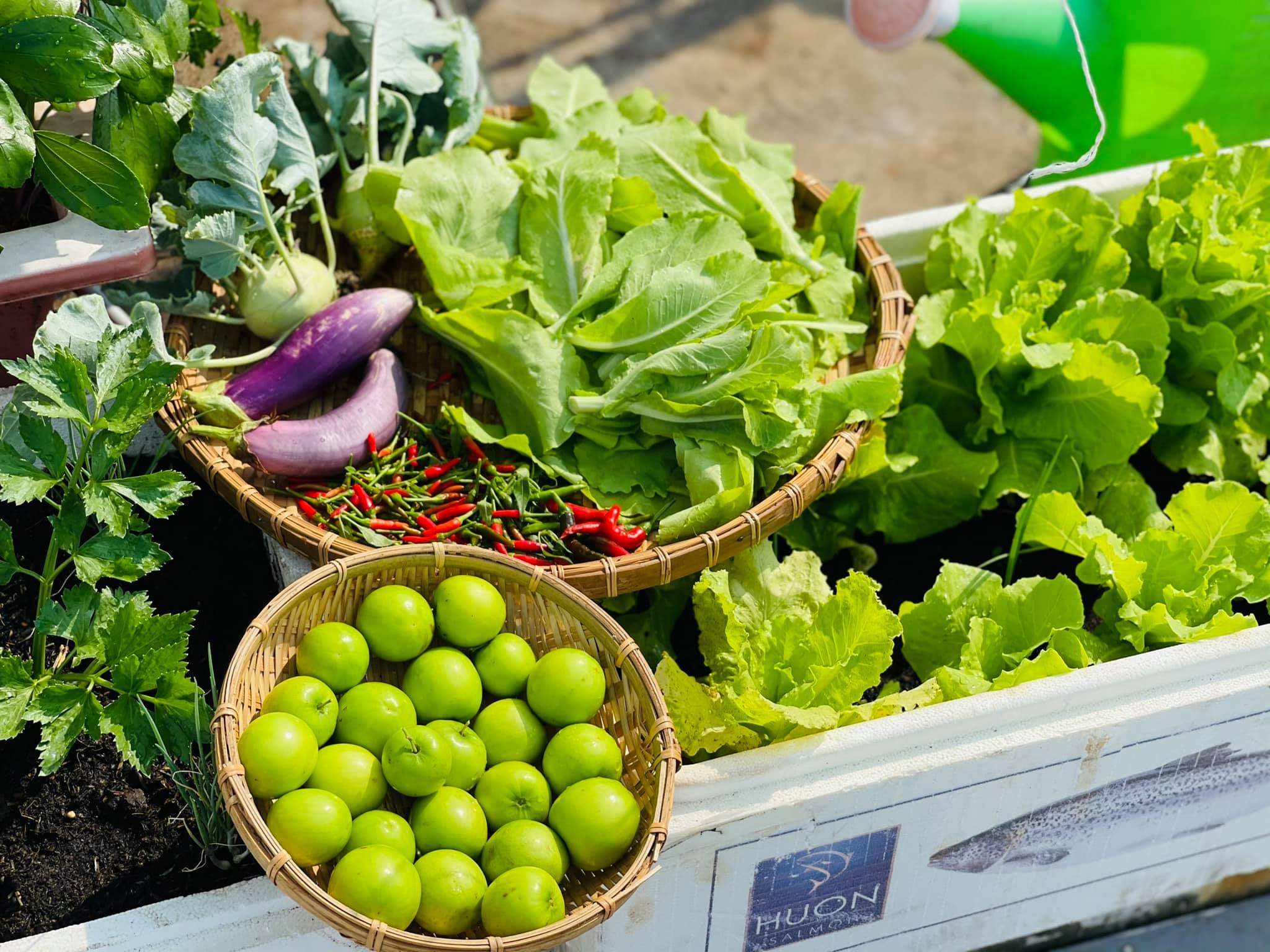 trong rau tren san thuong anh 3