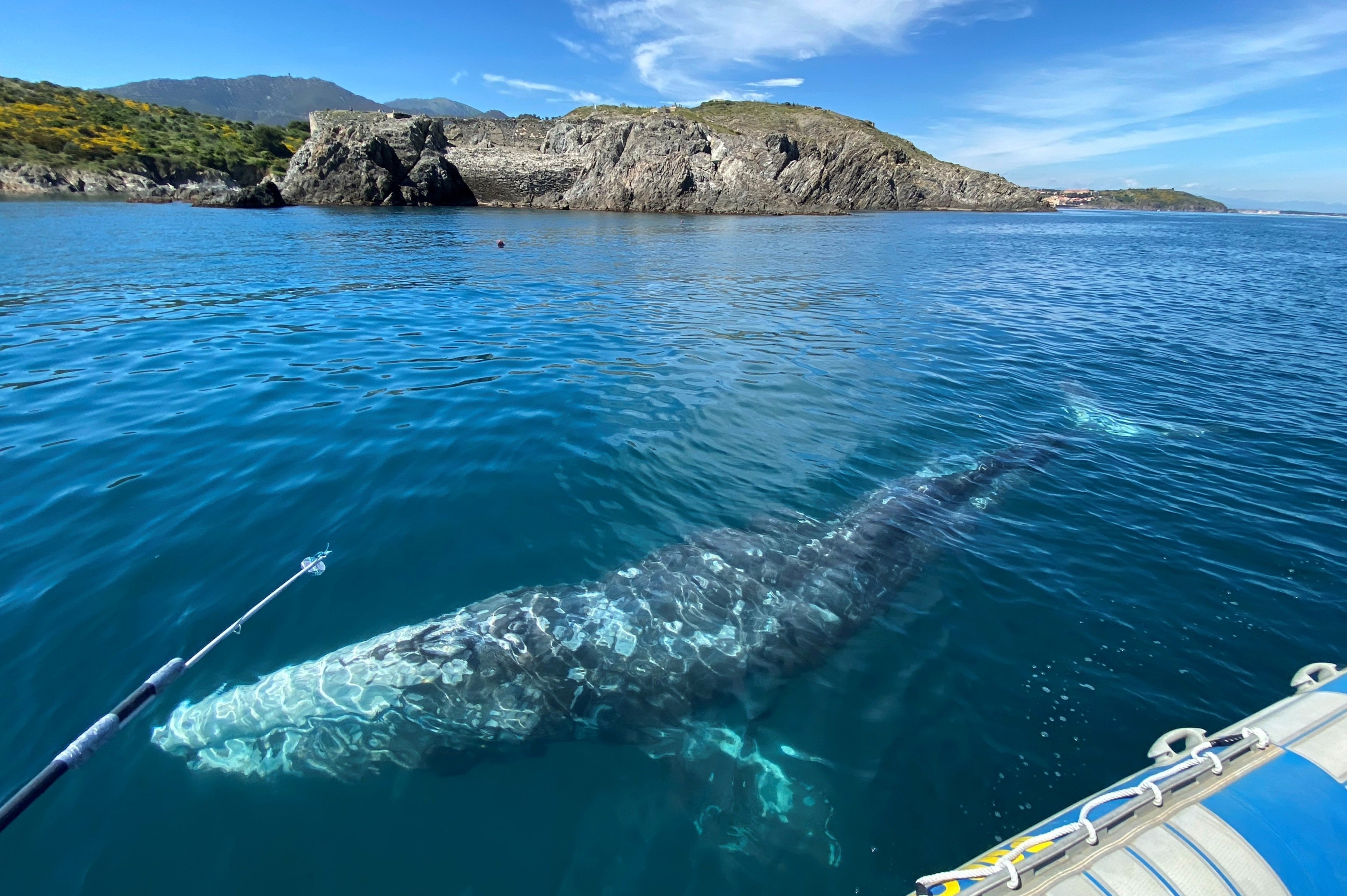 Cuoc giai cuu ca voi xam mac vao luoi danh ca hinh anh