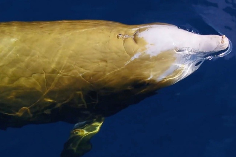 Canh quay hiem hoi ve ca voi mau vang hinh anh