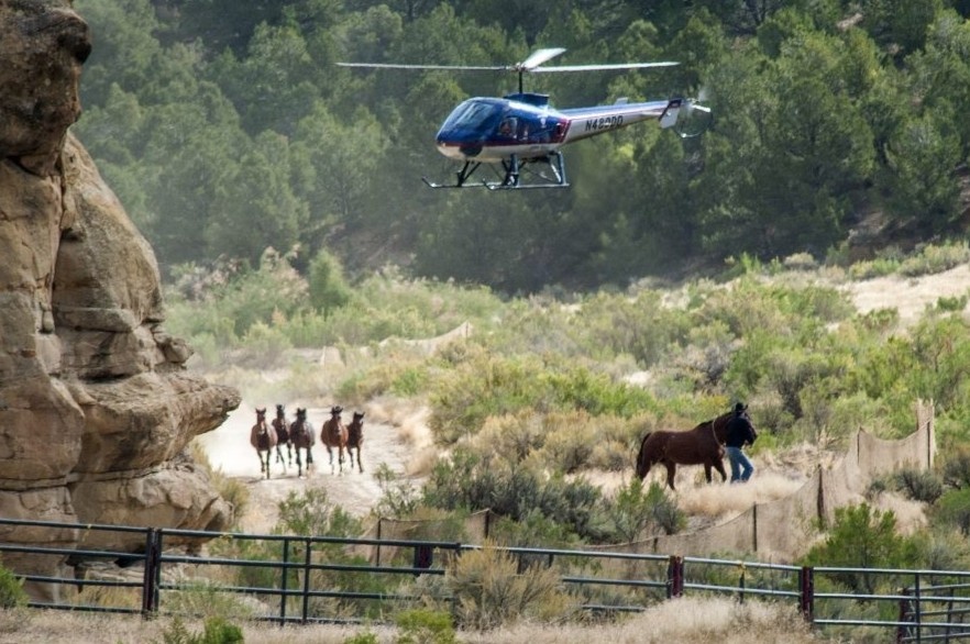 Cuoc vay bat ngua hoang lon nhat o tieu bang Colorado hinh anh