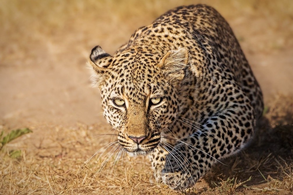 Bao san moi bang chien thuat du kich hinh anh