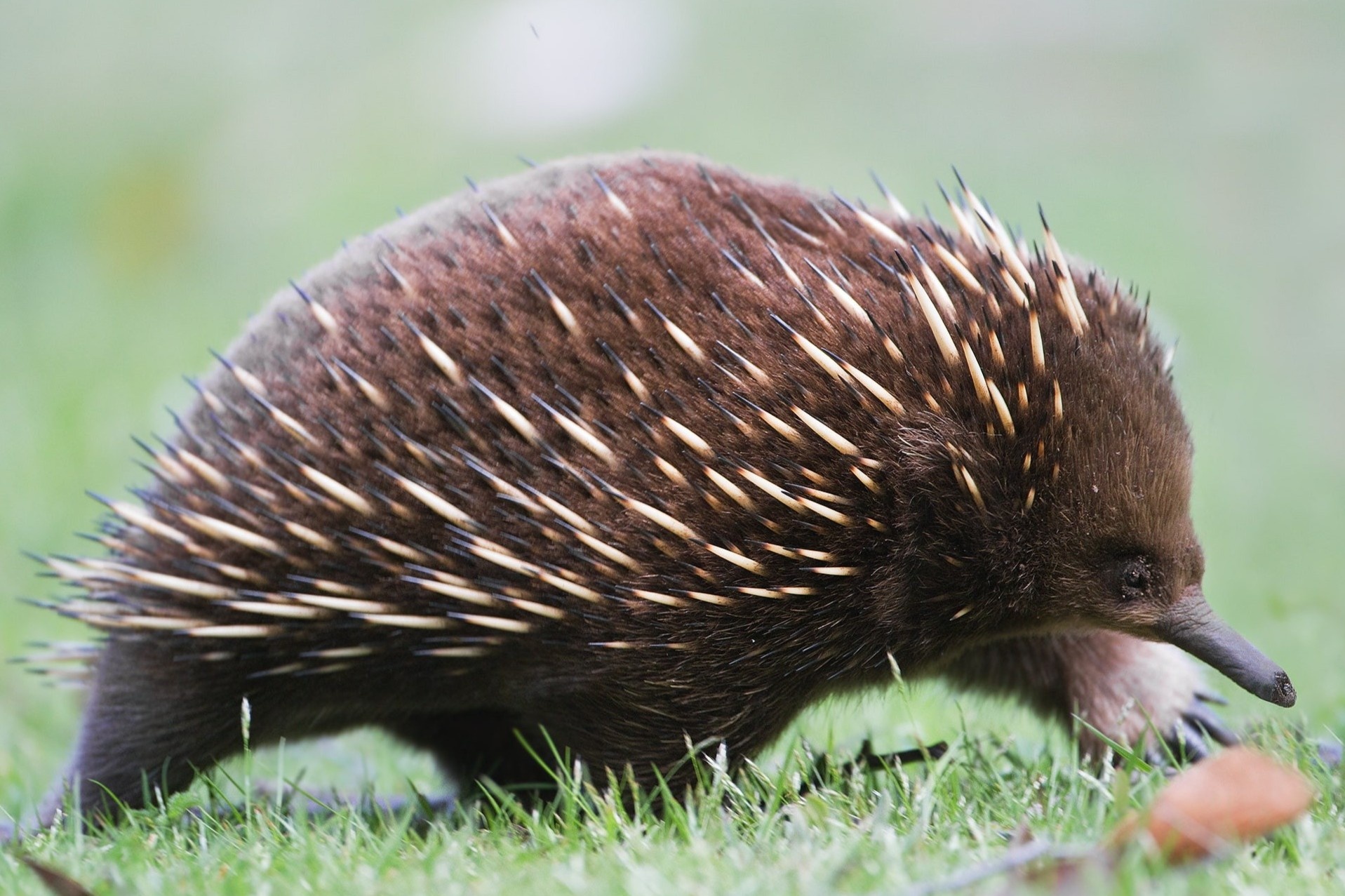 Du khach bat gap loai thu de trung la hinh anh