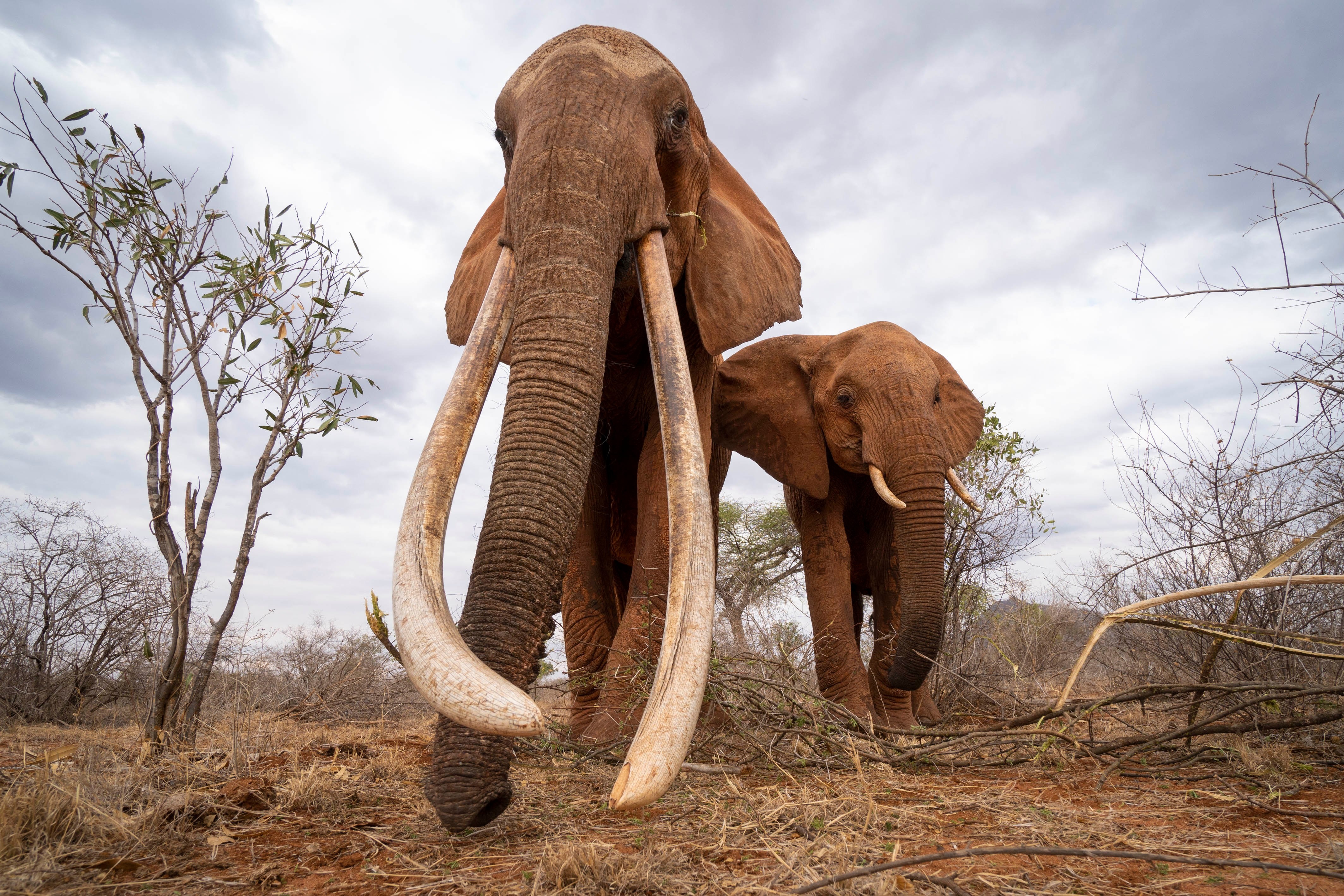 Nhung con voi sieu nga cuoi cung o chau Phi hinh anh