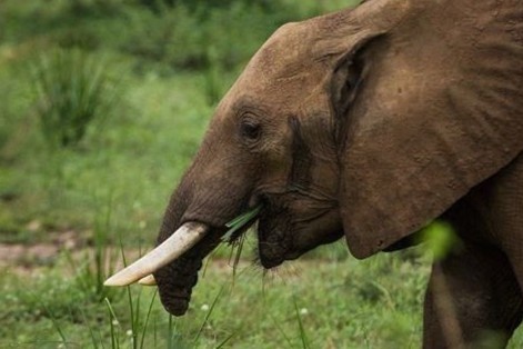 Cach voi truong thanh cut voi uong nuoc hinh anh