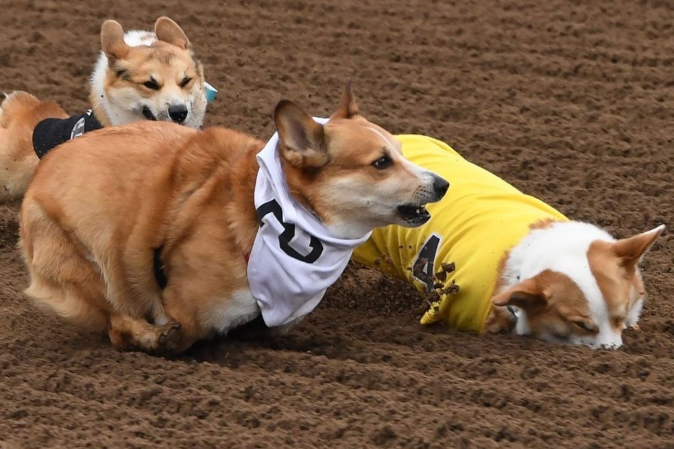 Cuoc dua cho Corgi o My hinh anh