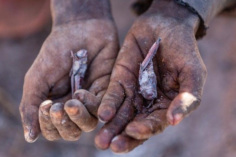 Doi mat voi nan doi, nguoi dan Madagascar lay con trung lam thuc an hinh anh