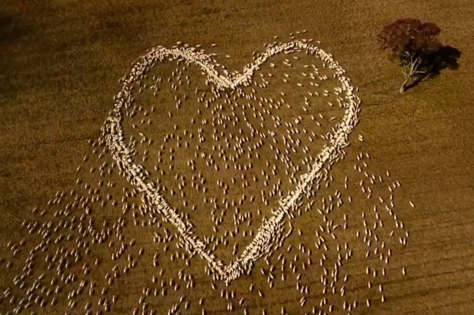 Nguoi dan ong o Australia xep dan cuu thanh hinh trai tim hinh anh