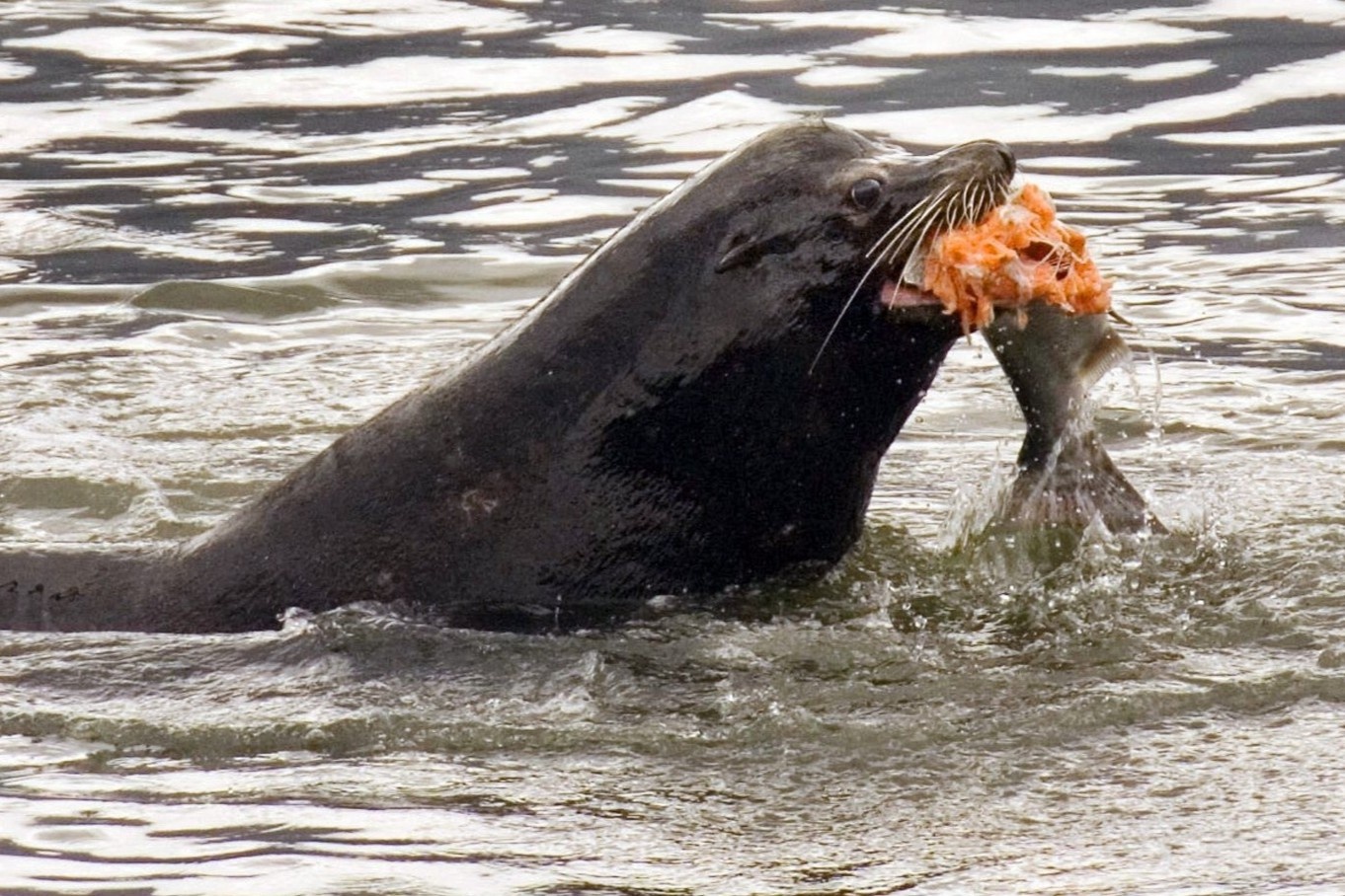 Su tu bien treo len thuyen, cuop 3 con ca cua ngu dan hinh anh