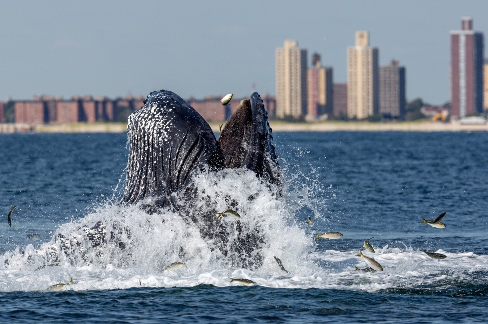 Ca voi lung gu thuong thuc dai tiec ca moi hinh anh
