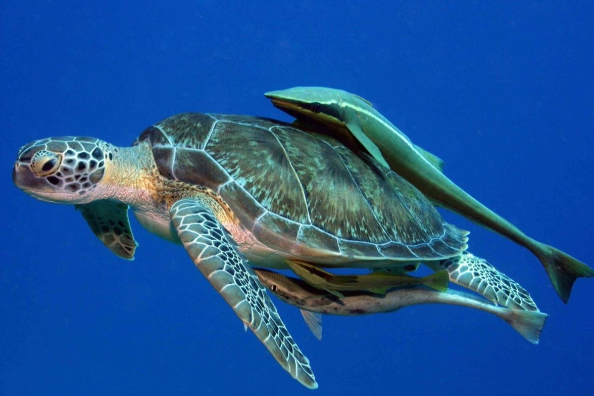 Bo toc o chau Phi danh bat hai san bang ca ma ca rong hinh anh